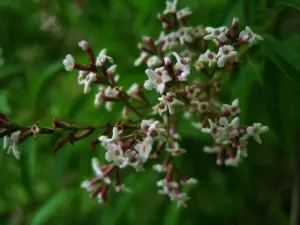 Werbena cytrynowa – właściwości, zastosowanie i przeciwskazania